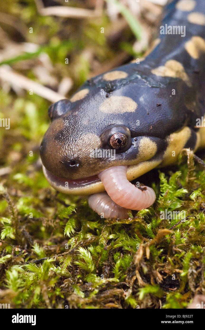 Tiger salamander eating an earthworm, Ambystoma tigrinum, USA Stock