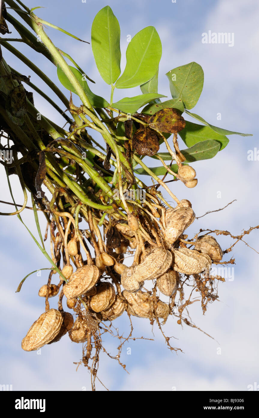 Arachis hypogaea, Peanuts, Peanut plants, Bali, Indonesia, Indo-Pacific Ocean Stock Photo