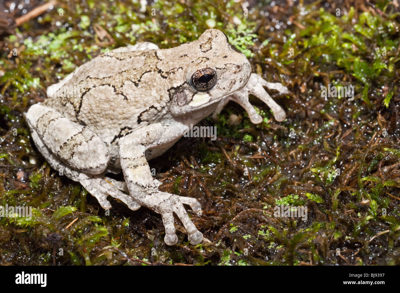 Eastern gray tree frog, Hyla versicolor, USA Stock Photo Alamy