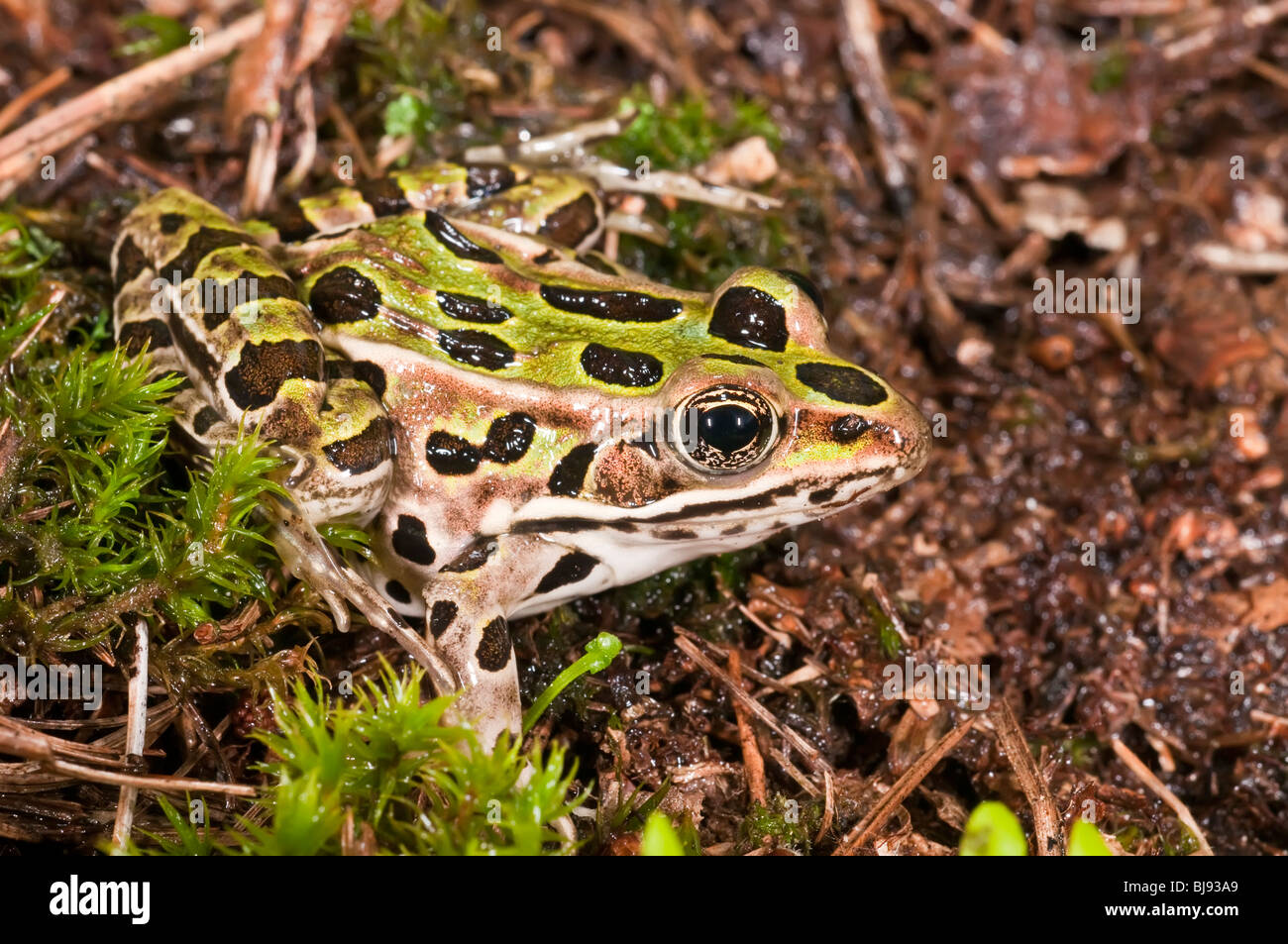 The northern leopard frog, Rana pipiens, is native to parts of Canada and the United States. Stock Photo