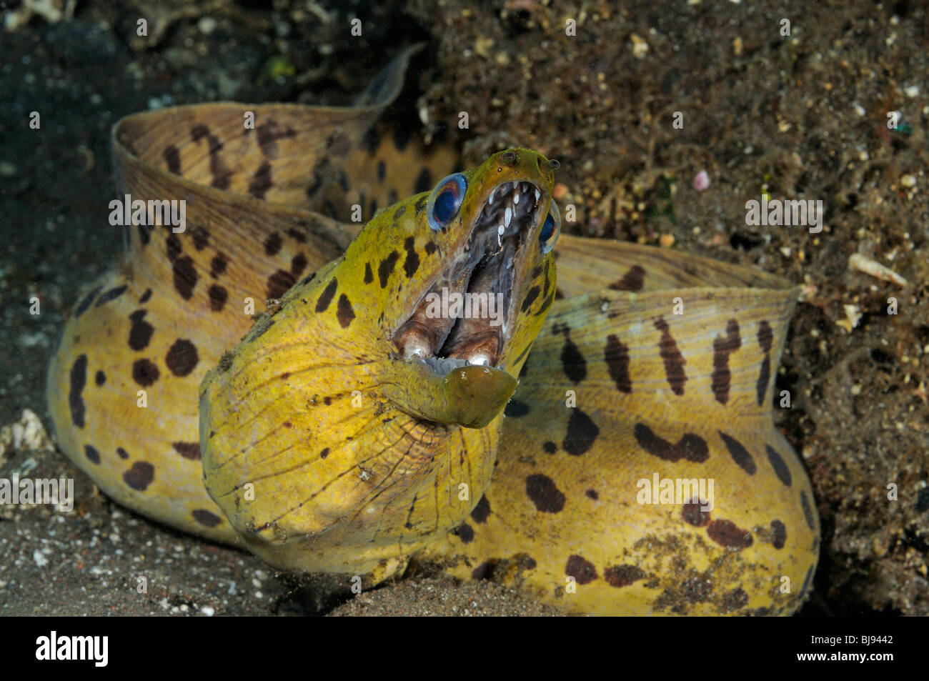 Gymnothorax fimbriatus, spot-face moray, Fimbriated moray, Tulamben, Bali, Indonesia, Indo-Pacific Ocean Stock Photo