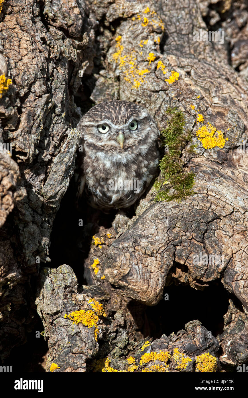 Little owl, athene noctua UK Stock Photo