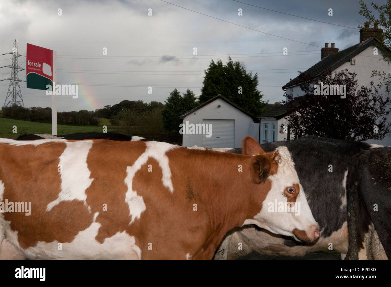 cows passing by house for sale, northern ireland Stock Photo Alamy