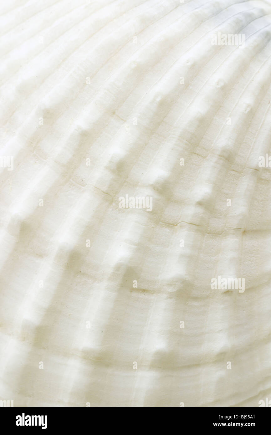 Close up of sea shell surface texture Stock Photo