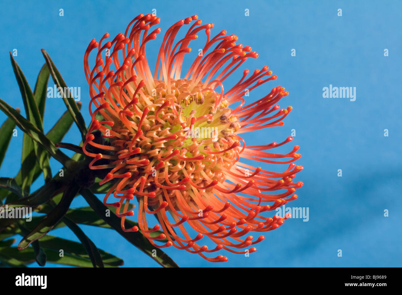 Leucospermum pluridens, Proteus a flowering shrub grown in South Africa Stock Photo