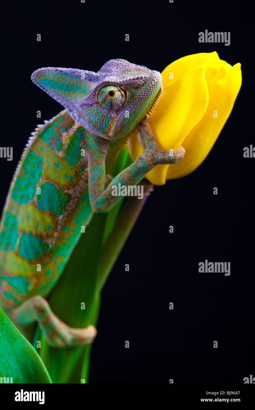 Beautiful big chameleon sitting on a flower Stock Photo