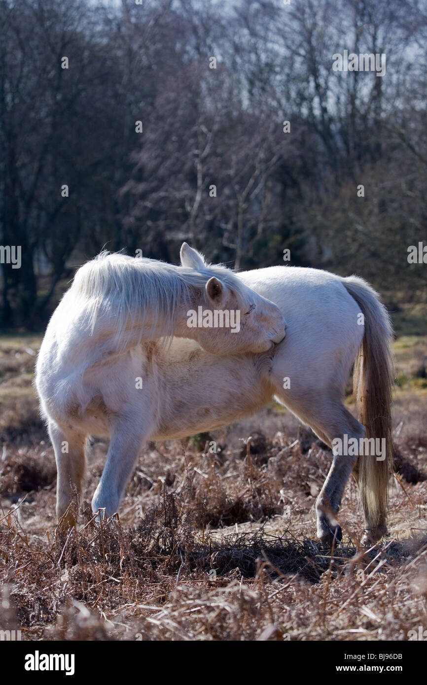 Clean Ponies New Forest Pony Portrait of single adult cleaning New Forest, UK Stock ...