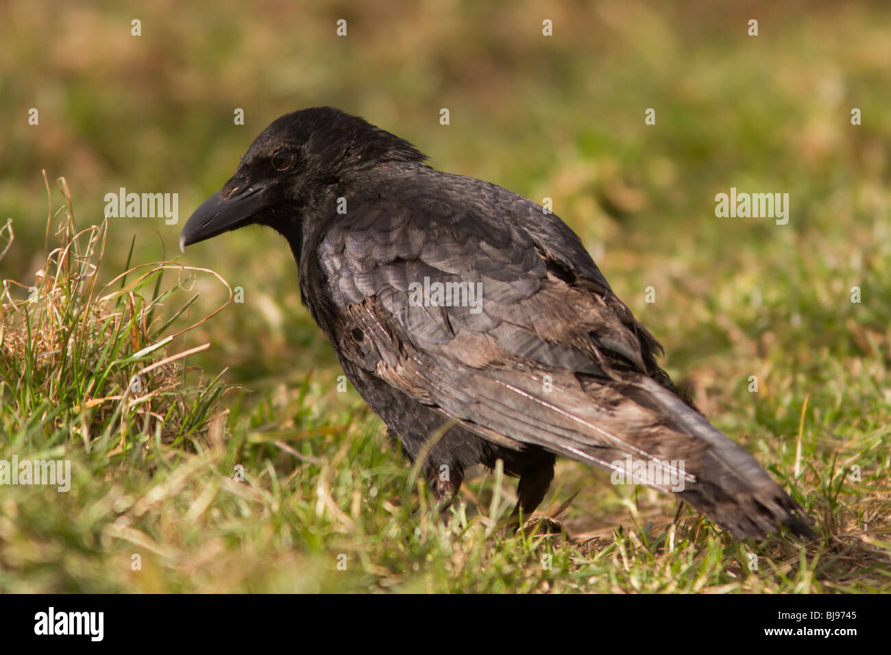 A very trusting crow who didn't seem to be bothered by my presence at all. Stock Photo