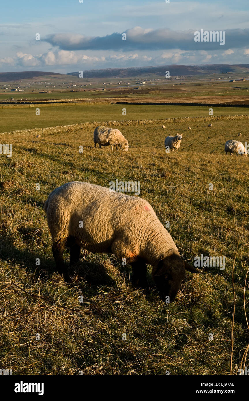 dh  FARMING ORKNEY Sheep farming Orkney countryside farm fields Suffolk sheep ram grazing Stock Photo