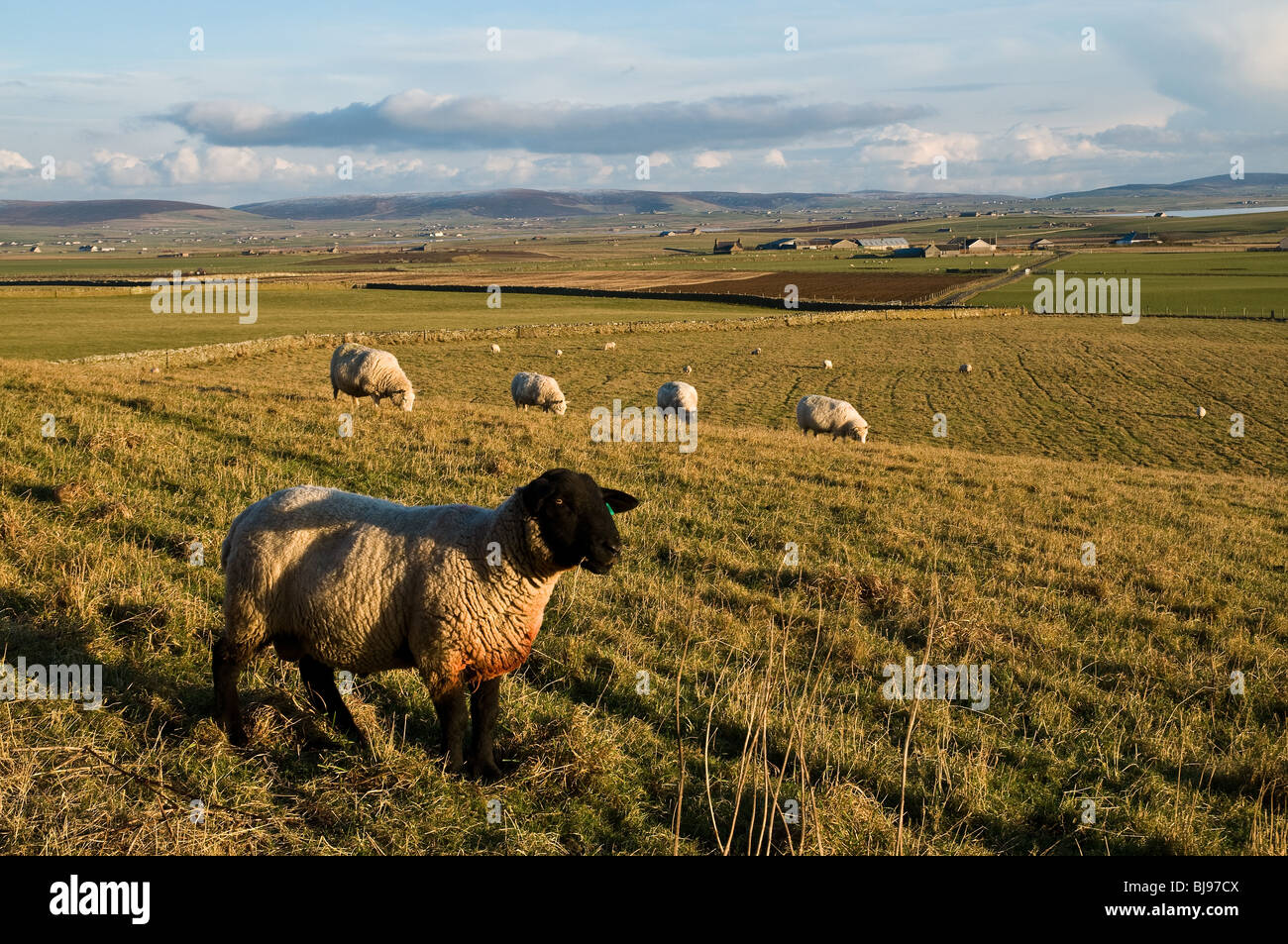 dh  FARMING ORKNEY Sheep farming Orkney countryside farm fields Suffolk sheep ram Stock Photo