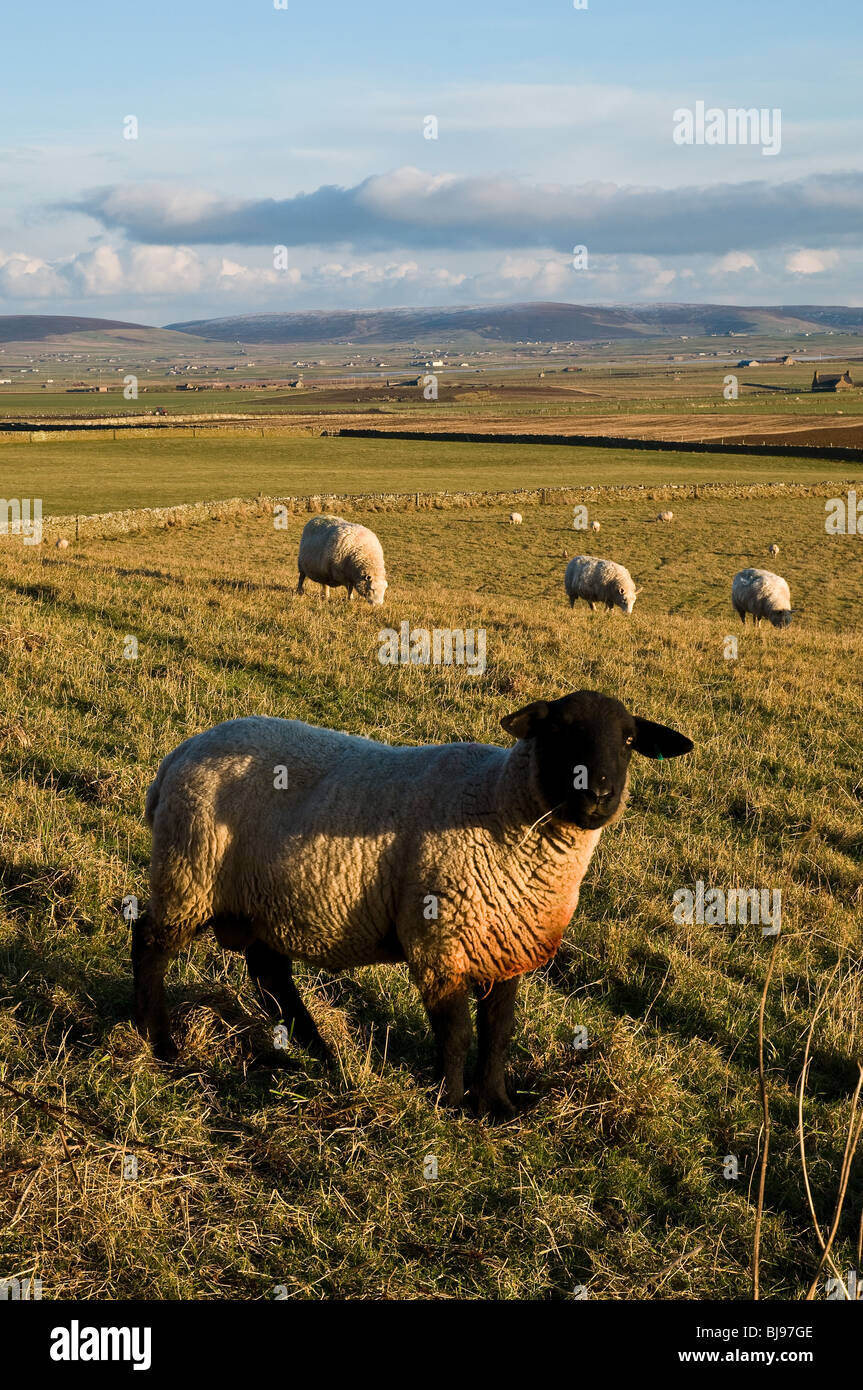 dh  FARMING SCOTLAND Orkney countryside farm fields Suffolk sheep ram Stock Photo