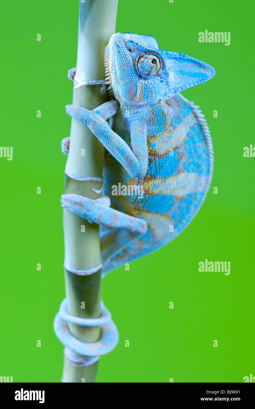 Beautiful big chameleon sitting on a bamboo Stock Photo