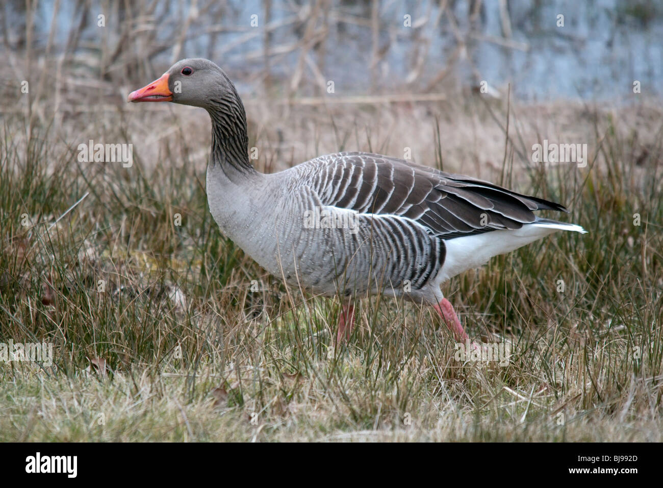 Greylag Geese (Anser anser) Stock Photo