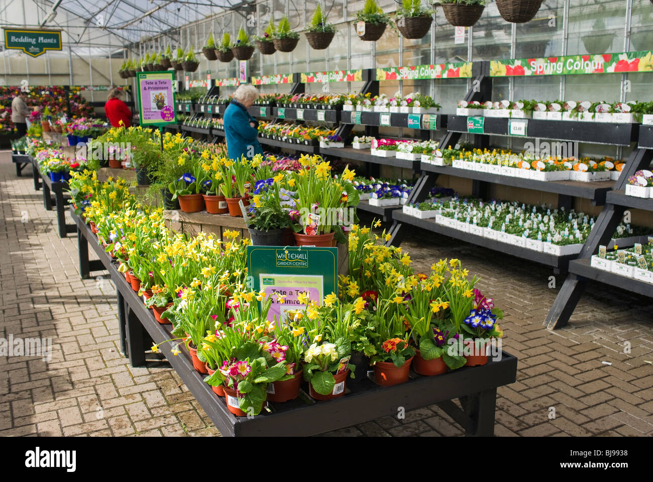 Display of spring flowers and bedding plants in an English garden