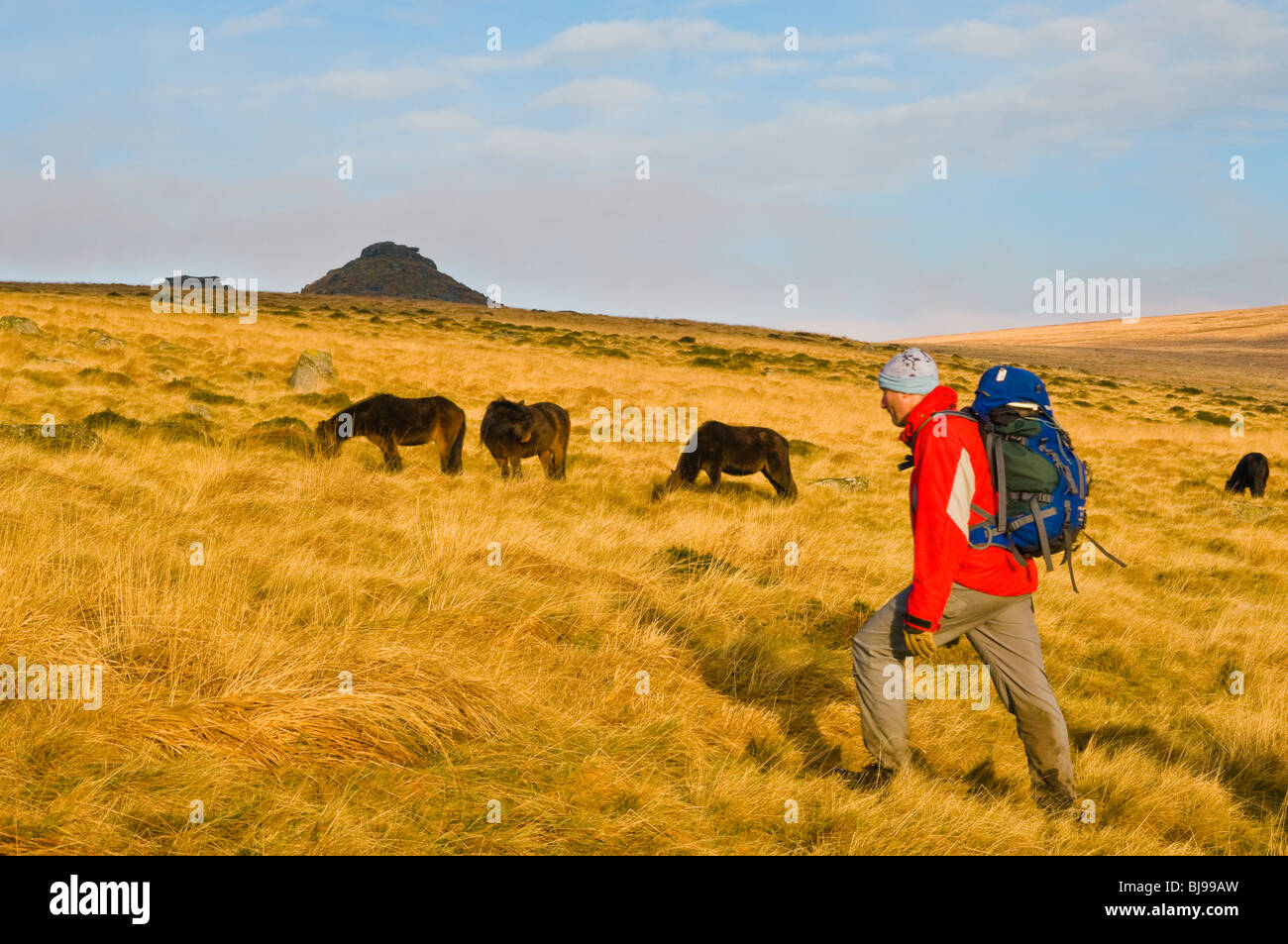 Walker and wild ponies on Dartmoor, Devon, England Stock Photo