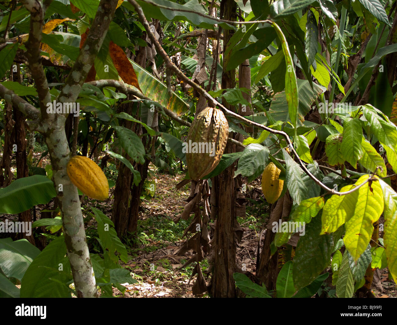 A cocoa plantation with ripening pods Tobago West Indies Stock Photo