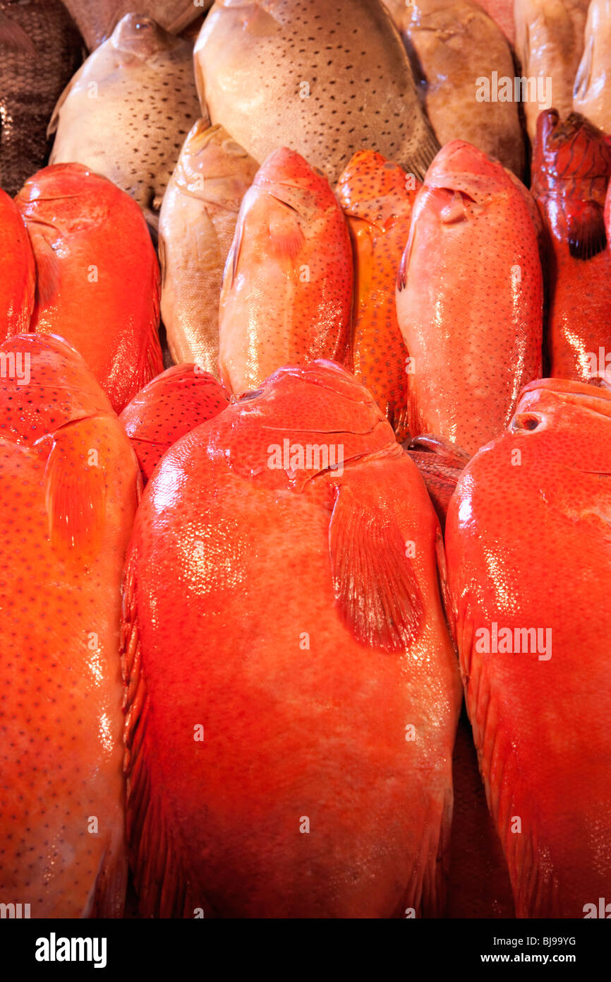 Fish for sale fish market; Manila; Philippines Stock Photo Alamy