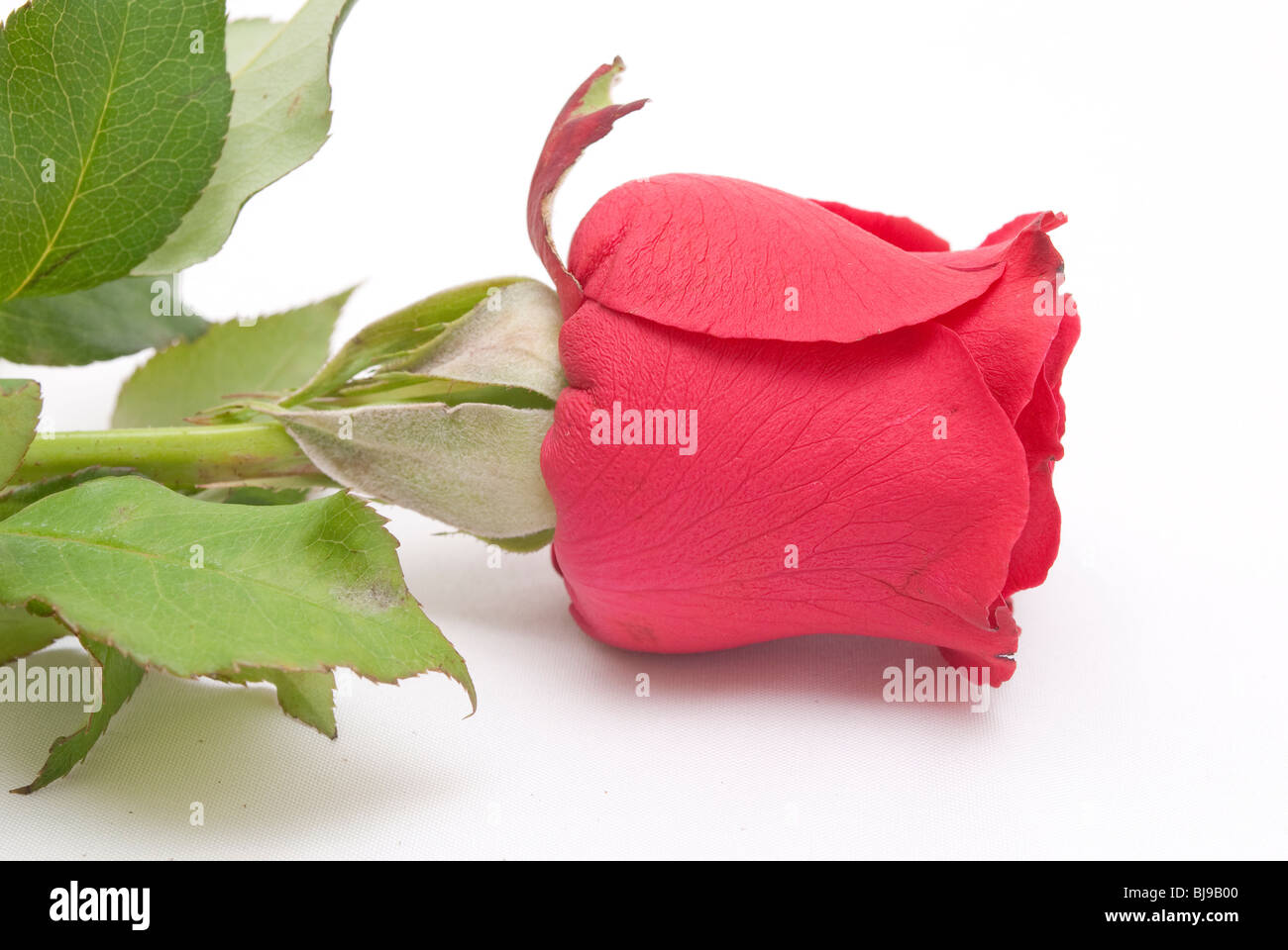 Ink drawing single rose hi-res stock photography and images - Alamy