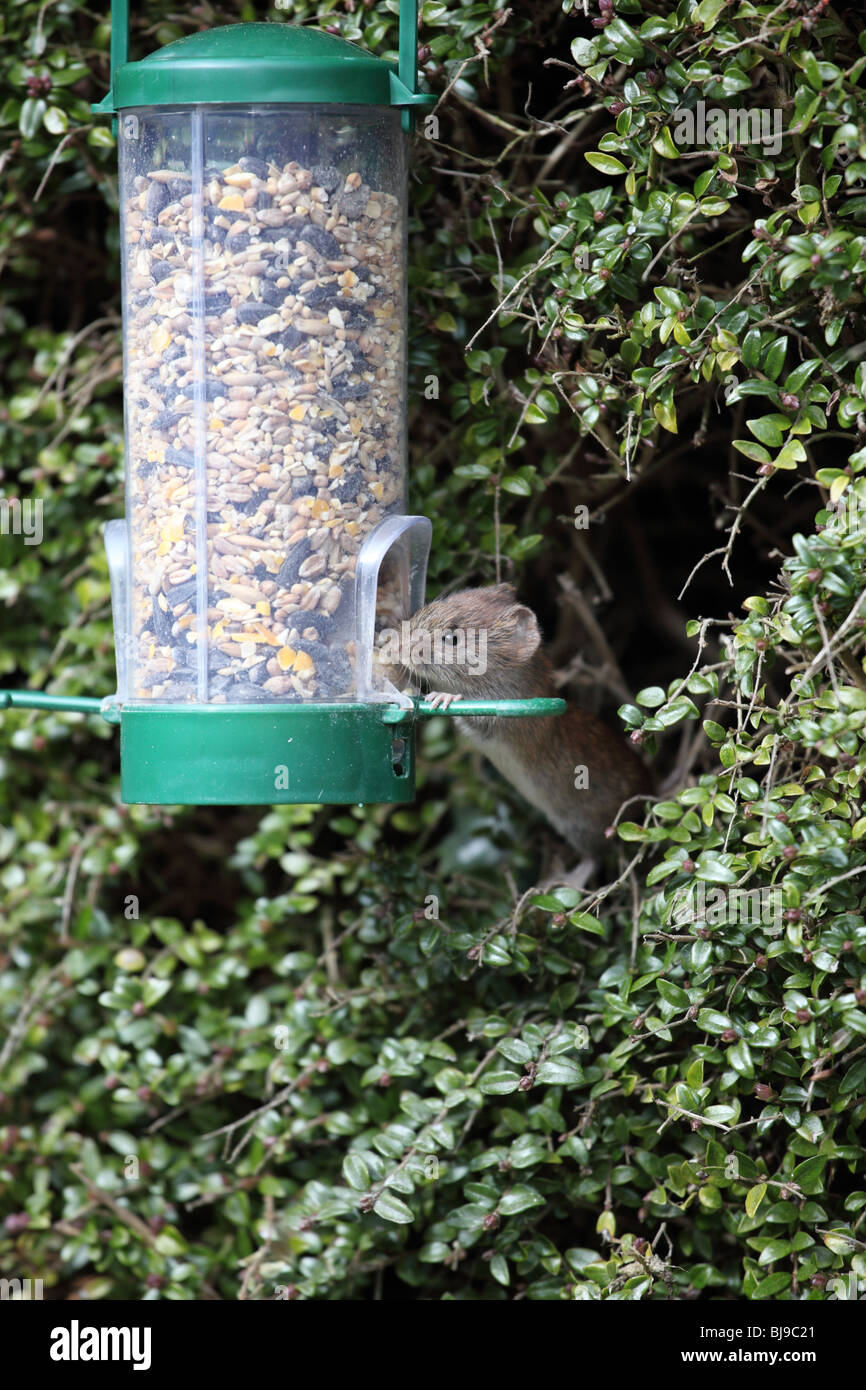Terrestrial feeder hires stock photography and images Alamy