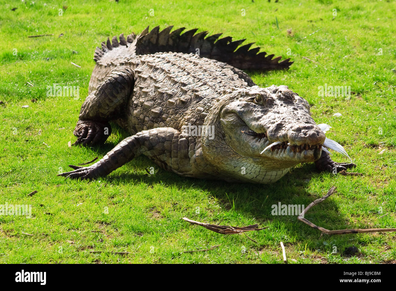 Africa Animals Crocodiles Ghana Paga Reptiles Stock Photo
