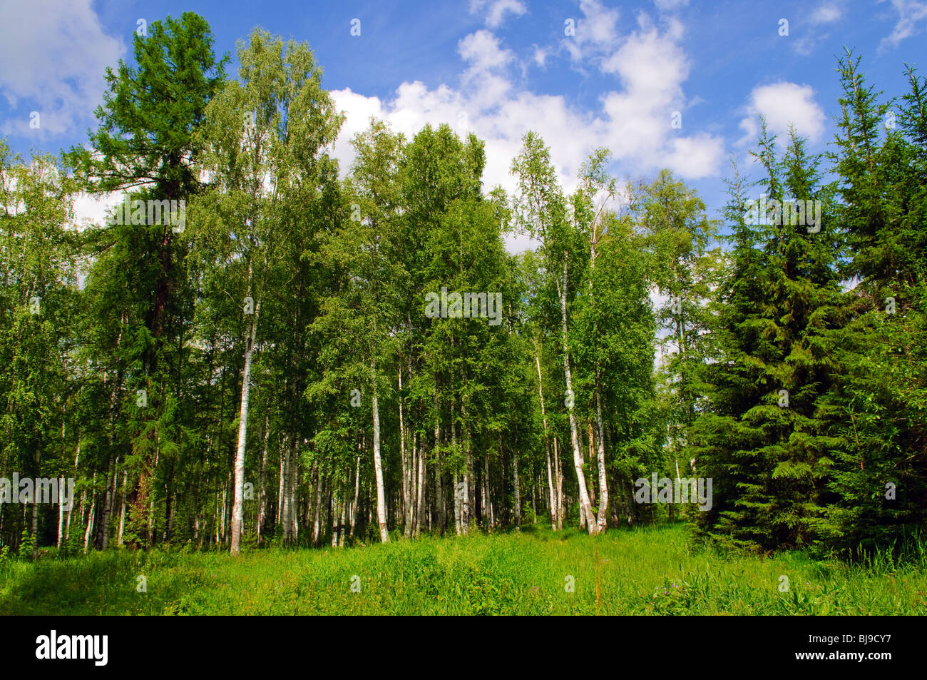 Summer birch and pine forest Stock Photo