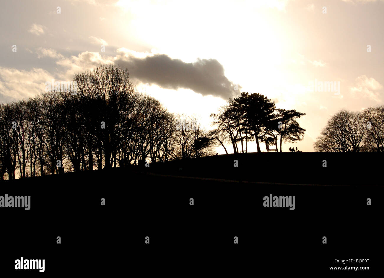 Trees outlined against sunset in Hampstead Heath, London Stock Photo