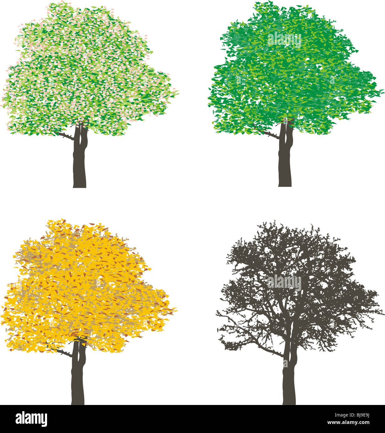 Tree in four sections of the four seasons, spring, summer, autumn and winter Stock Photo