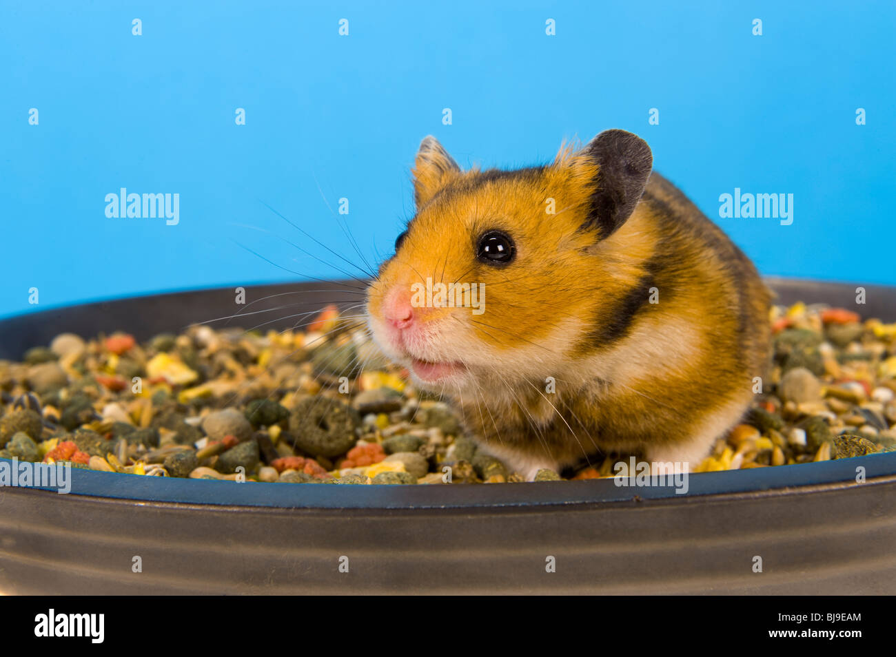 Hamster sitting in FOOD corn bowl brown Hamster blue background