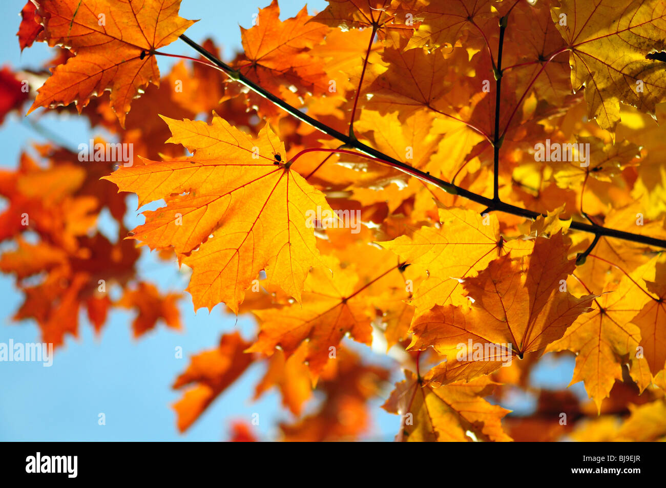 autumn leaves over blue sky Stock Photo