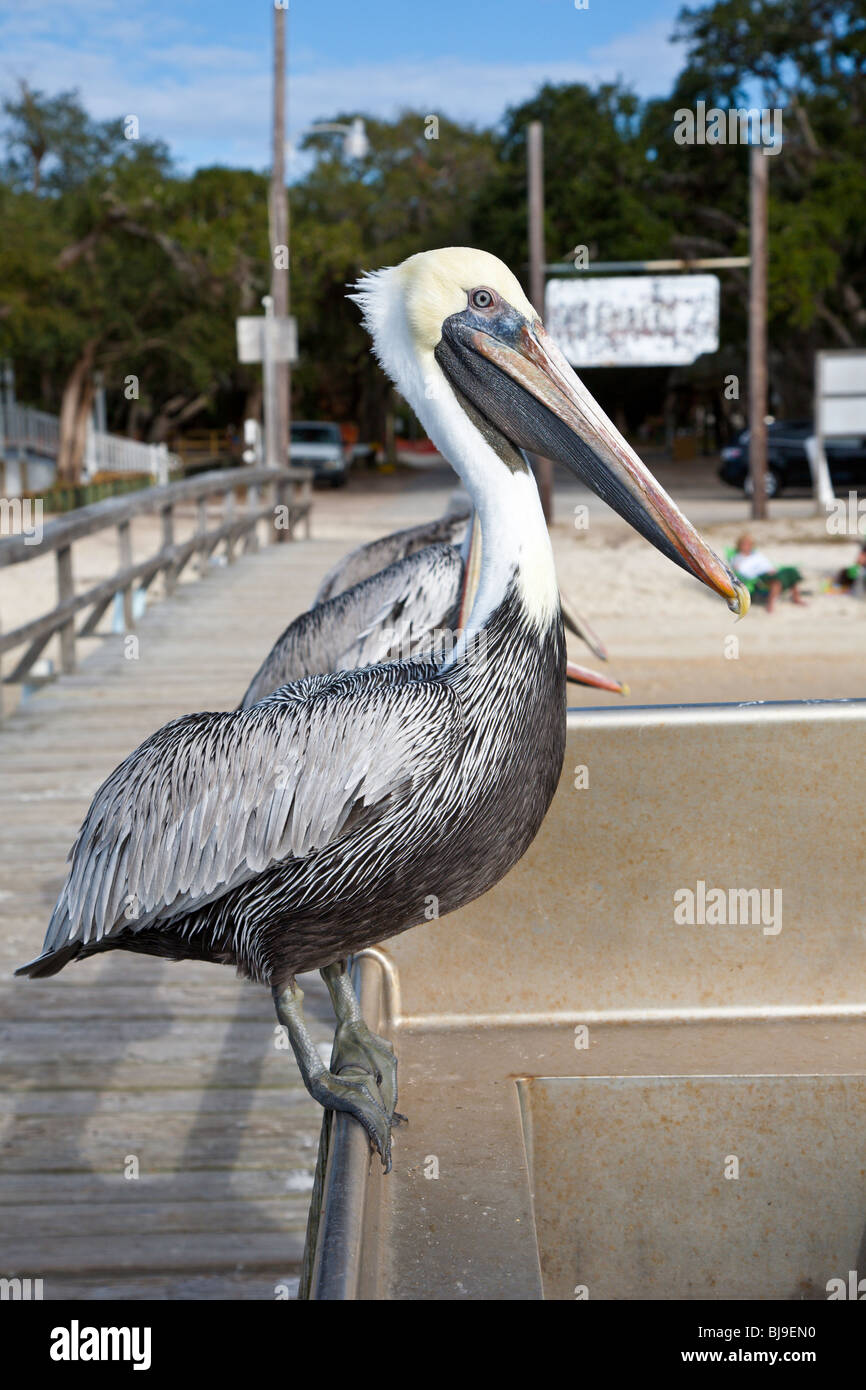 Brown Pelican (Pelecanus occidentalis) perched on wooden pier along the Tolomato River near St. Augustine, Florida Stock Photo