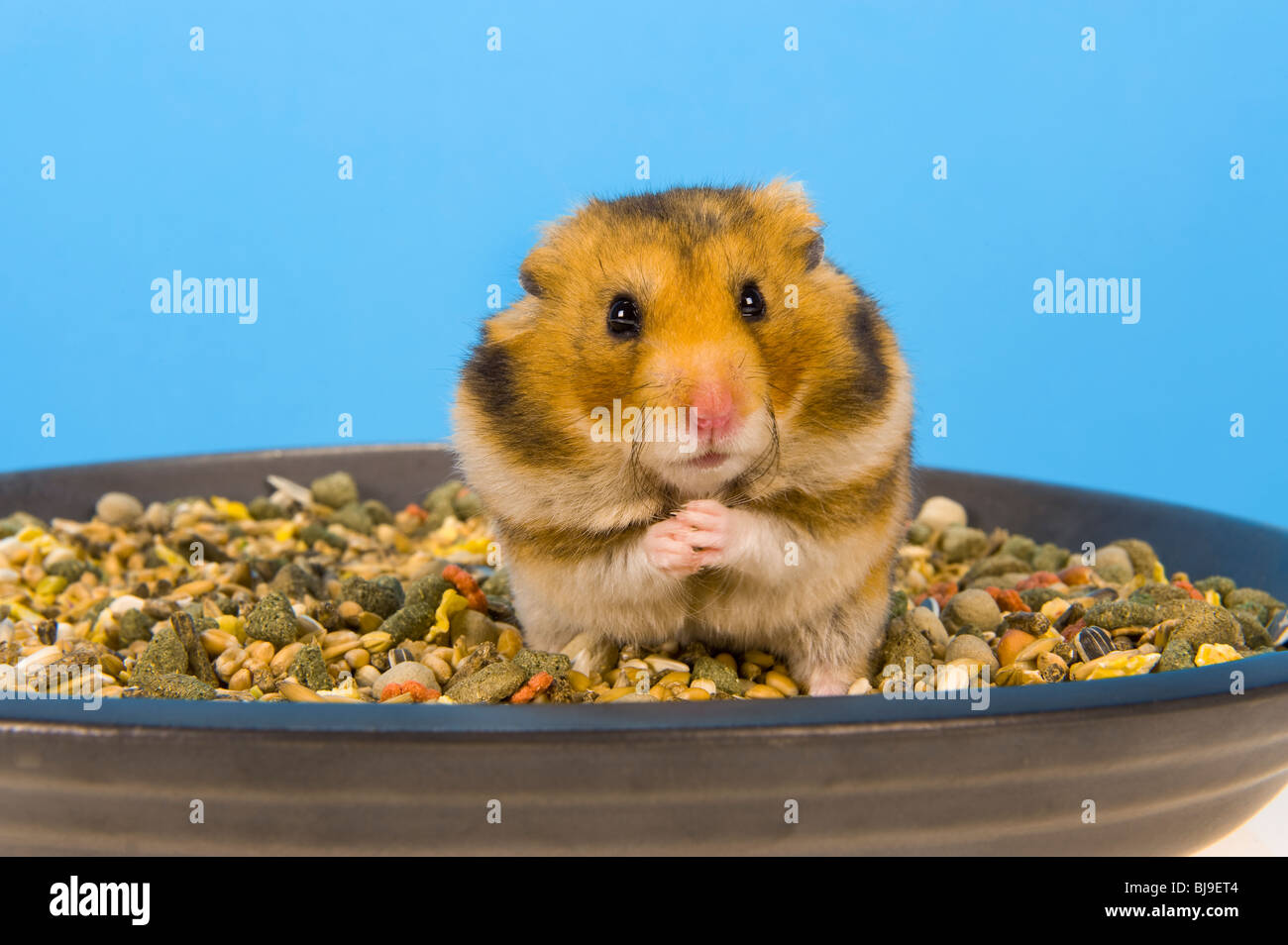 Hamster sitting in FOOD corn bowl brown Hamster blue background