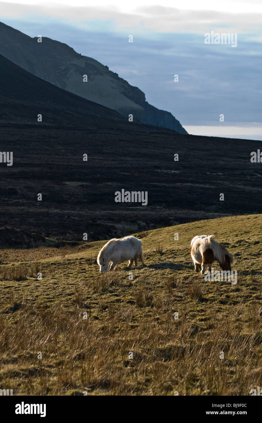 dh Braebister HOY ORKNEY Two Shetland ponies grazing on rough moorland pasture Stock Photo