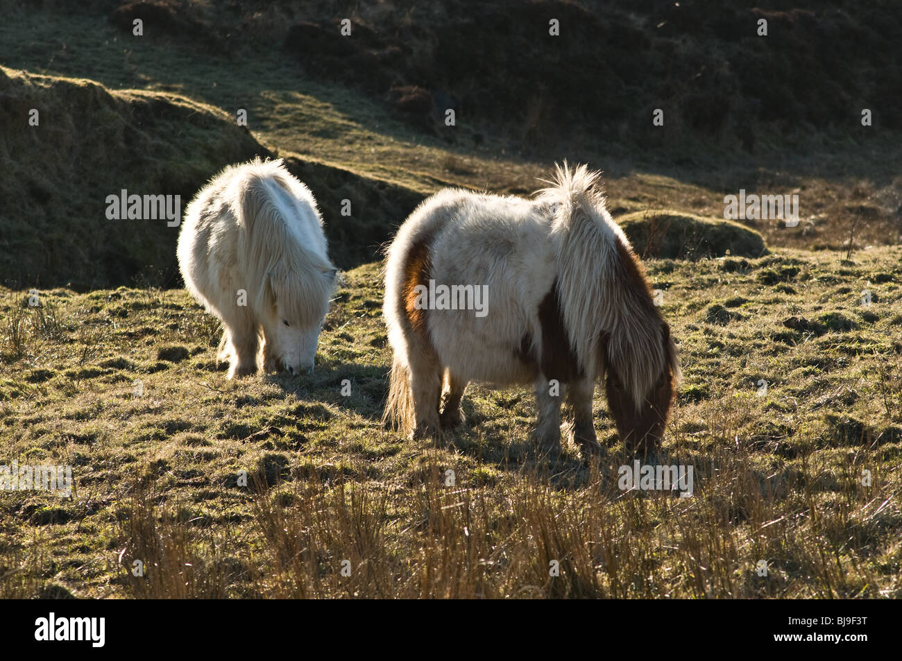 dh Braebister HOY ORKNEY Two Shetland ponies grazing on rough moorland pasture Stock Photo