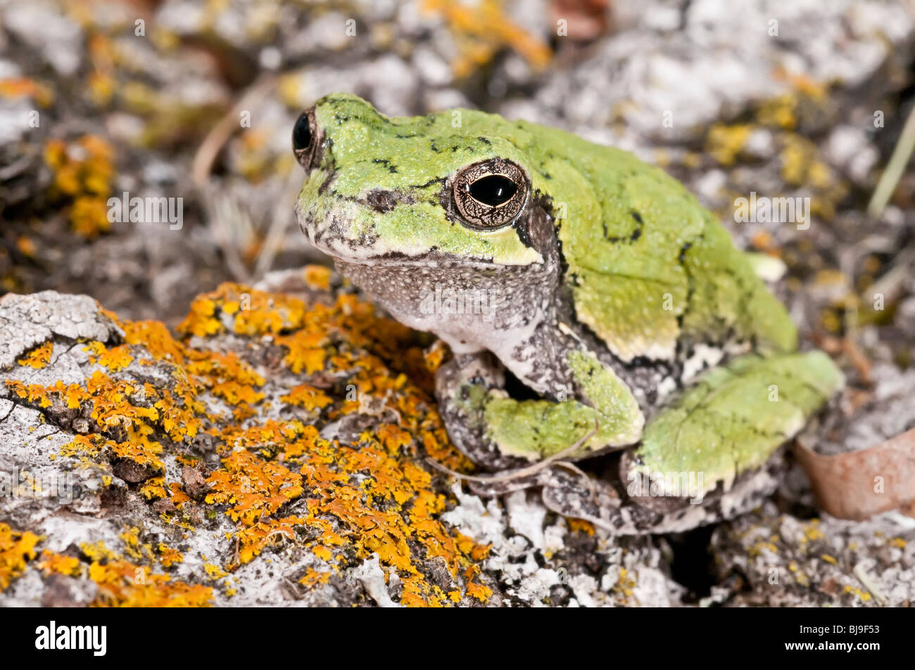 Cope's grey tree frog, Hyla chrysoscelis, native the to United States Stock Photo