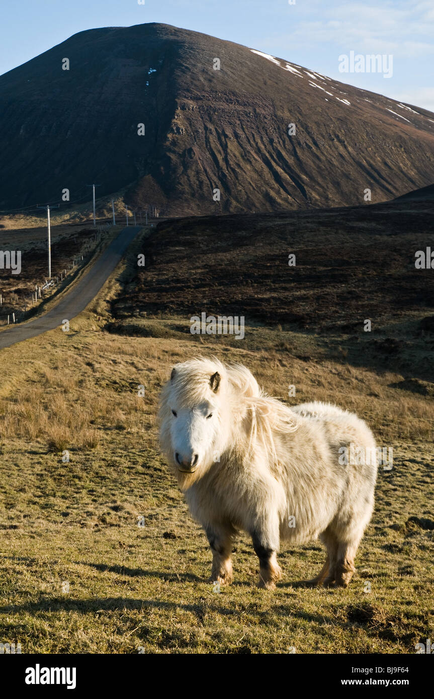 dh Braebister HOY ORKNEY White Shetland pony moorland and Ward Hill Stock Photo