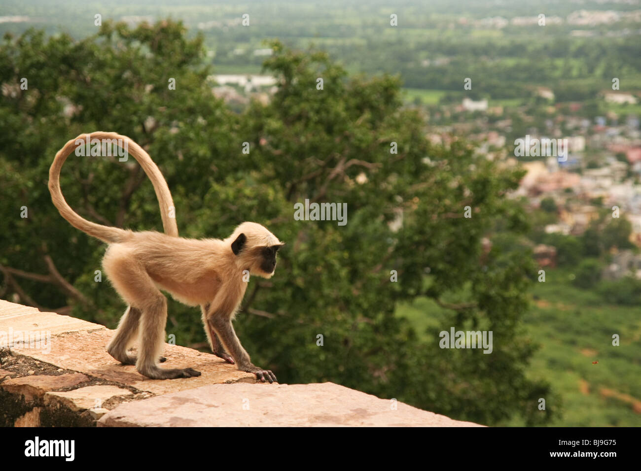 Chittorgarh India Langur Monkey Primates Rajasthan Stock Photo - Alamy