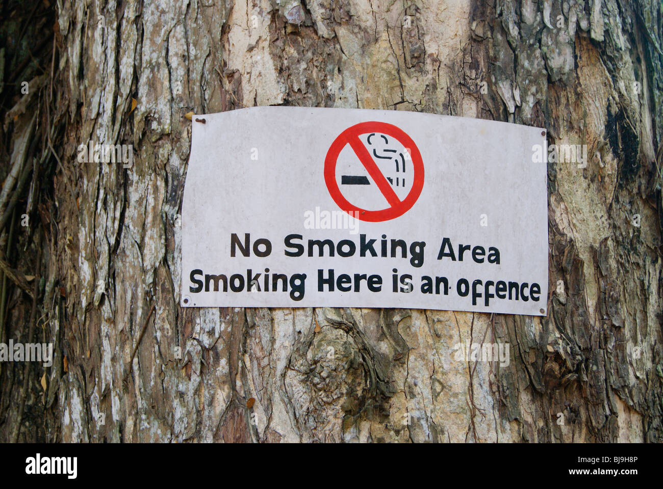 No Smoking Strict Warning Sign Board Placed in a Ancient Big Tree at Trivandrum Zoo in Kerala,India Stock Photo