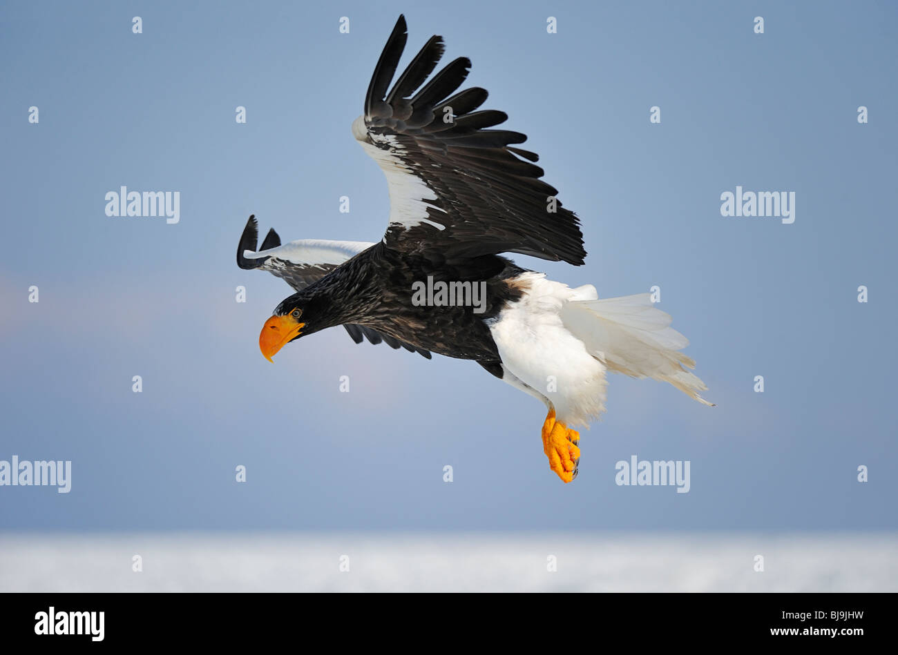Steller's sea eagle hovering Stock Photo