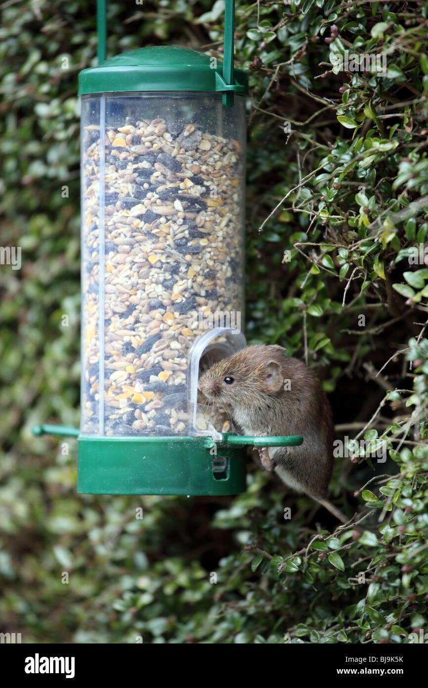 Field Mouse feeding from a birdfeeder Stock Photo Alamy