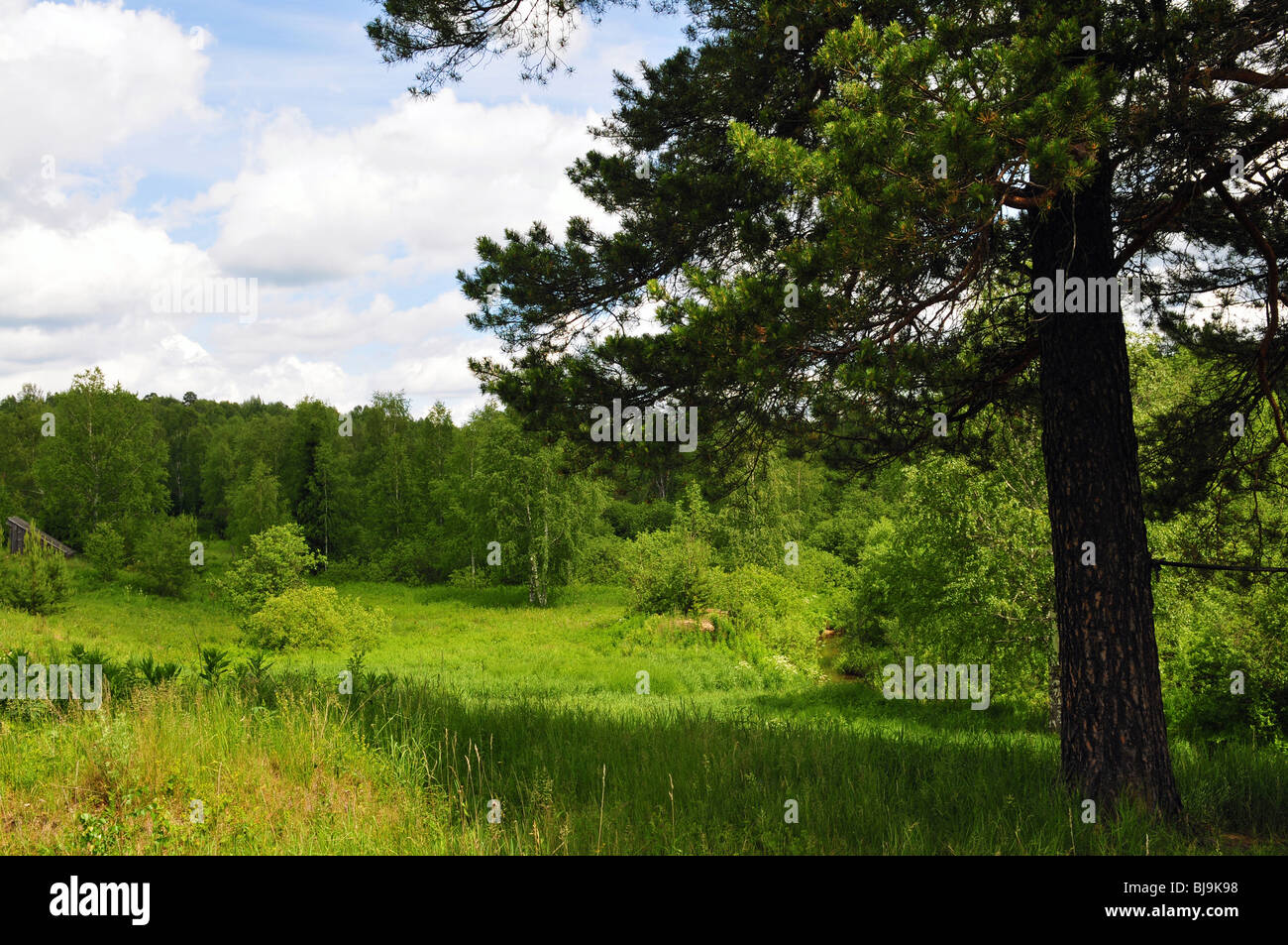 Forest at summer day landscape Stock Photo
