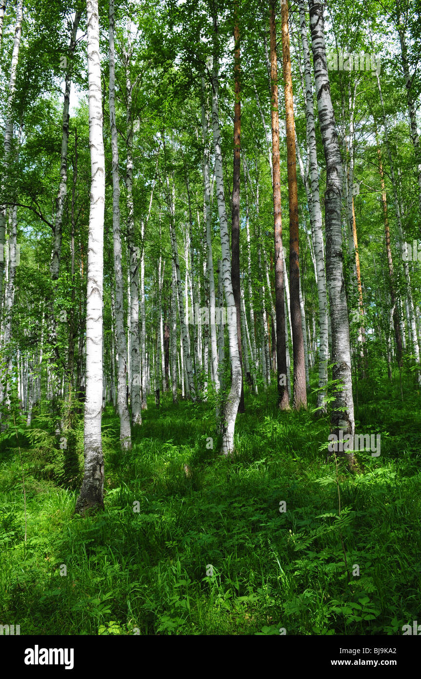 Summer forest scene with birches in sun rays Stock Photo