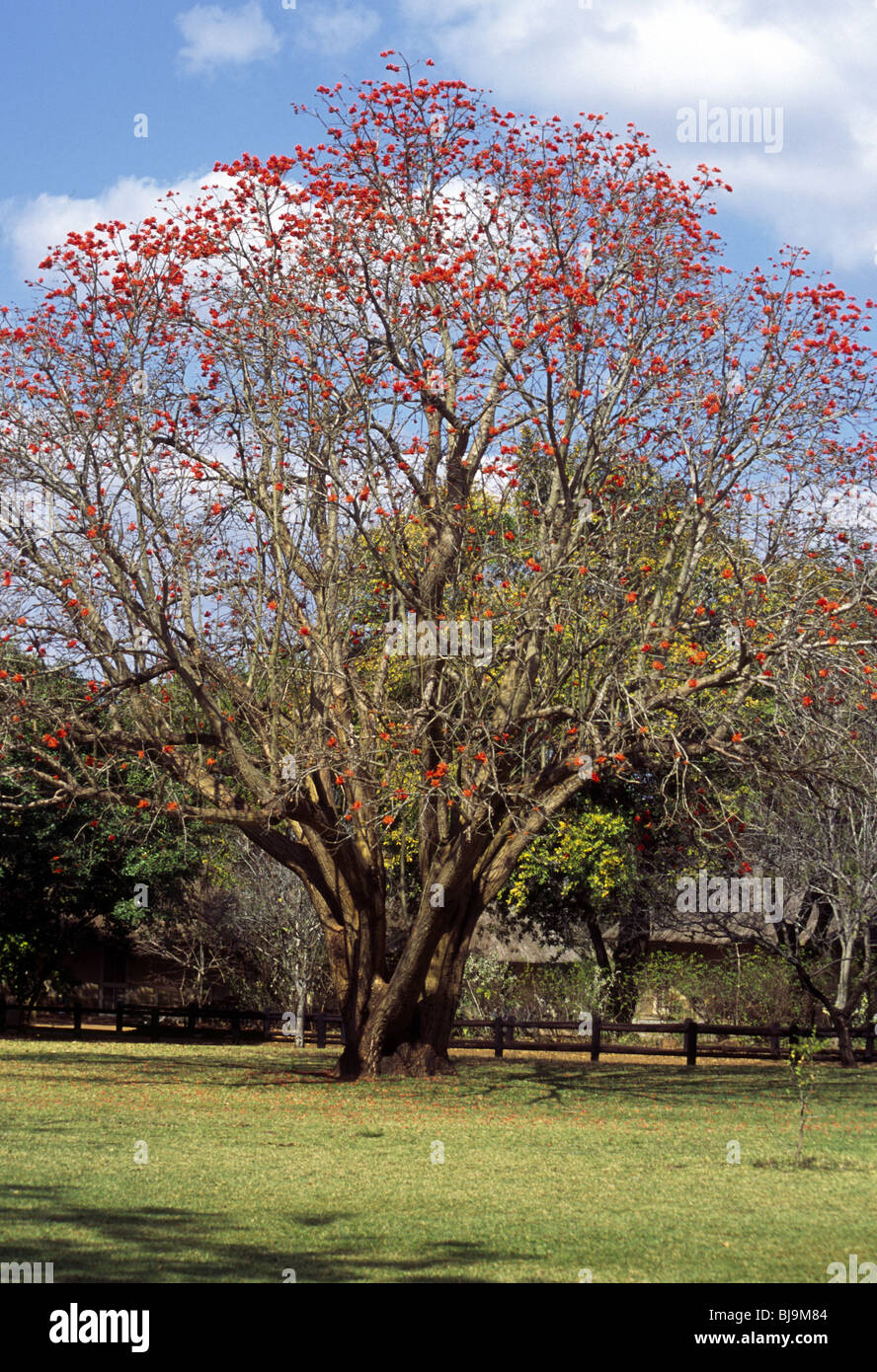 A Common Coral Tree (Erythrina lysistemon), found in South Africa. Stock Photo