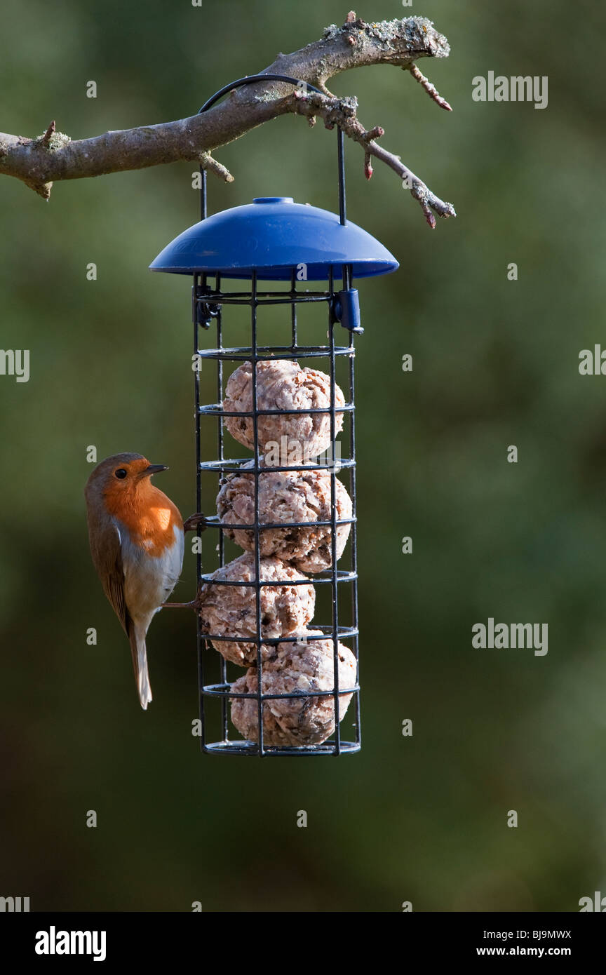 Robin on a fat ball feeder hanging from a tree in a garden. UK Stock Photo