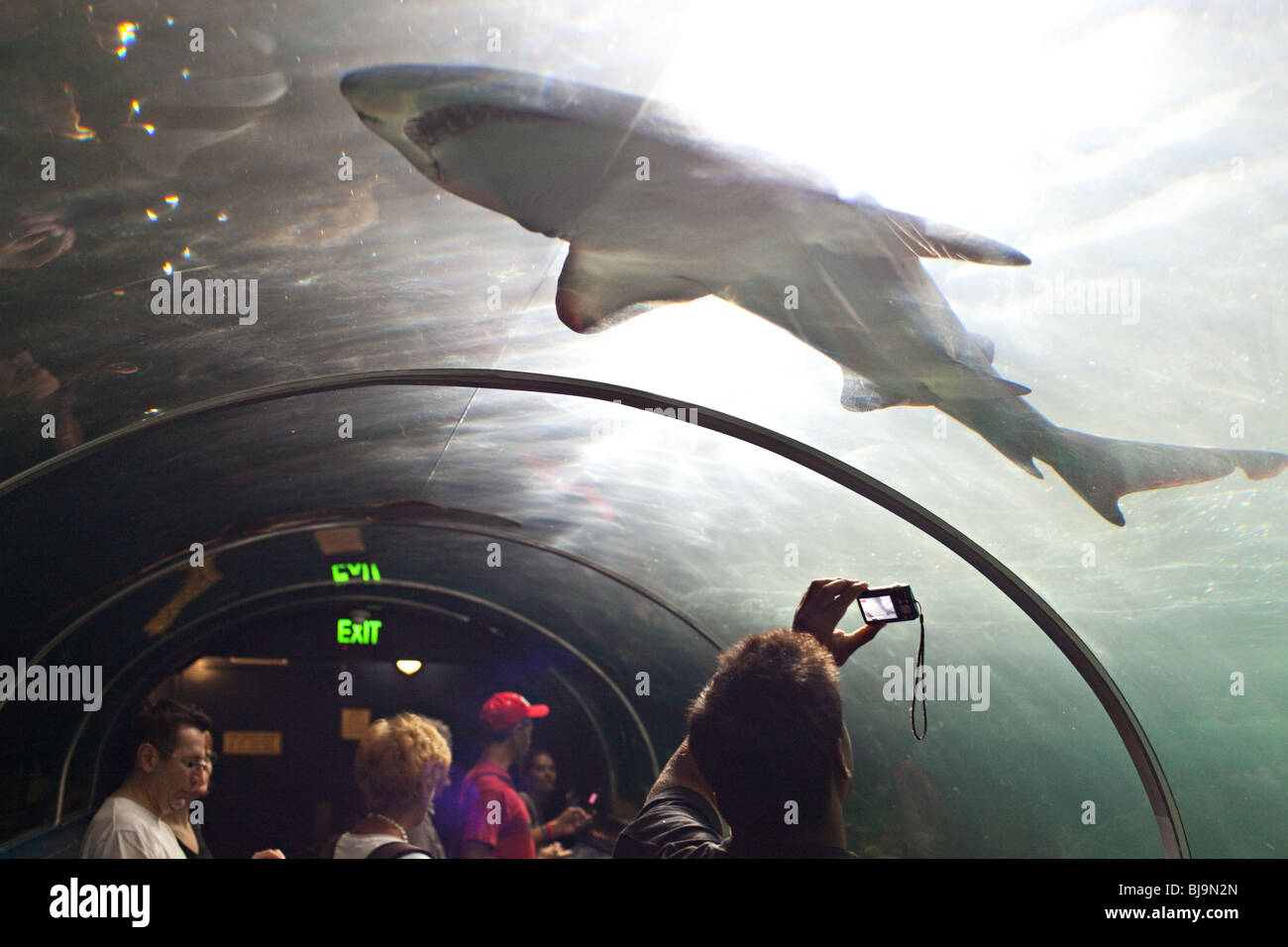 Tourists photographing sharks and stingrays in Sydney Aquarium ...
