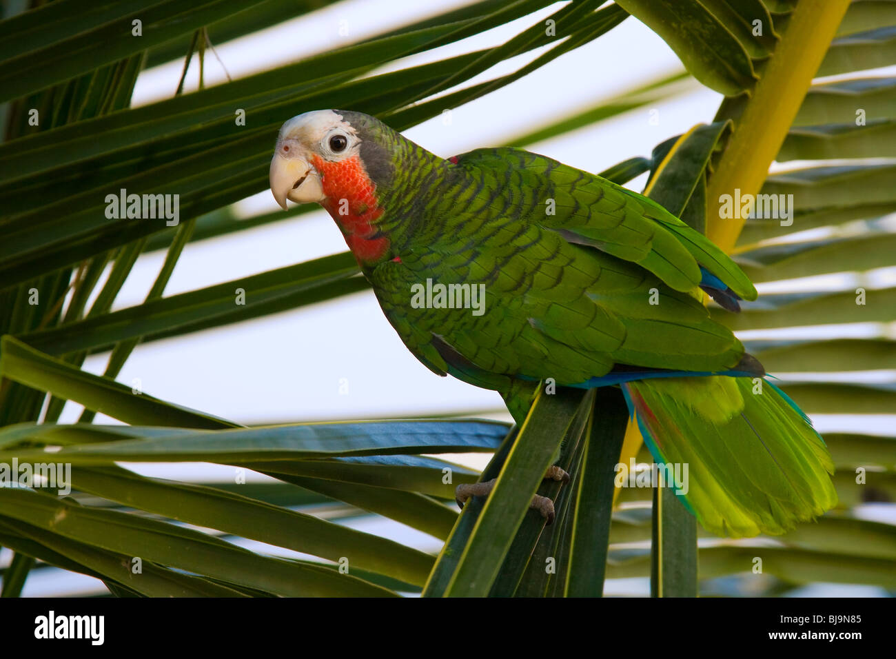Cuban amazon parrot hi-res stock photography and images - Alamy