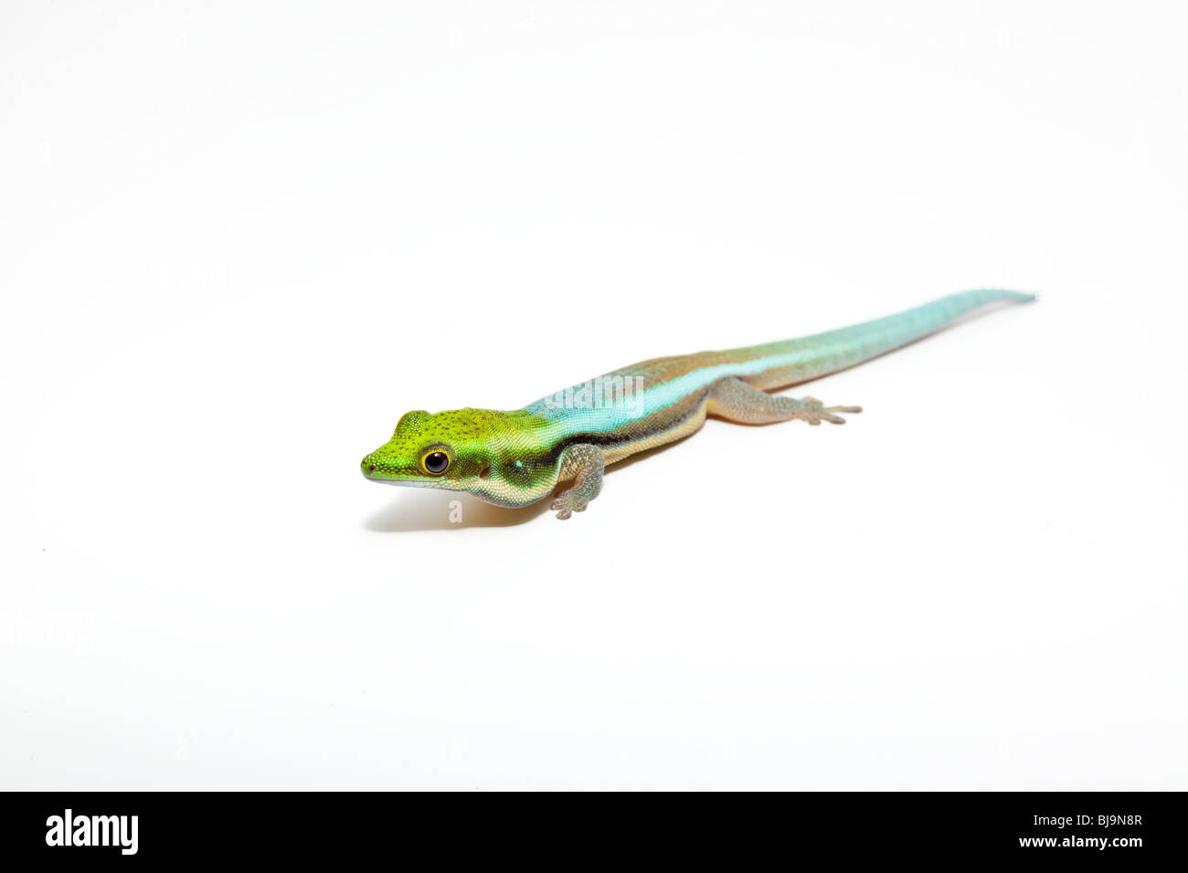 Klemmer's day gecko, or neon day gecko, Phelsuma klemmeri, on white background Stock Photo