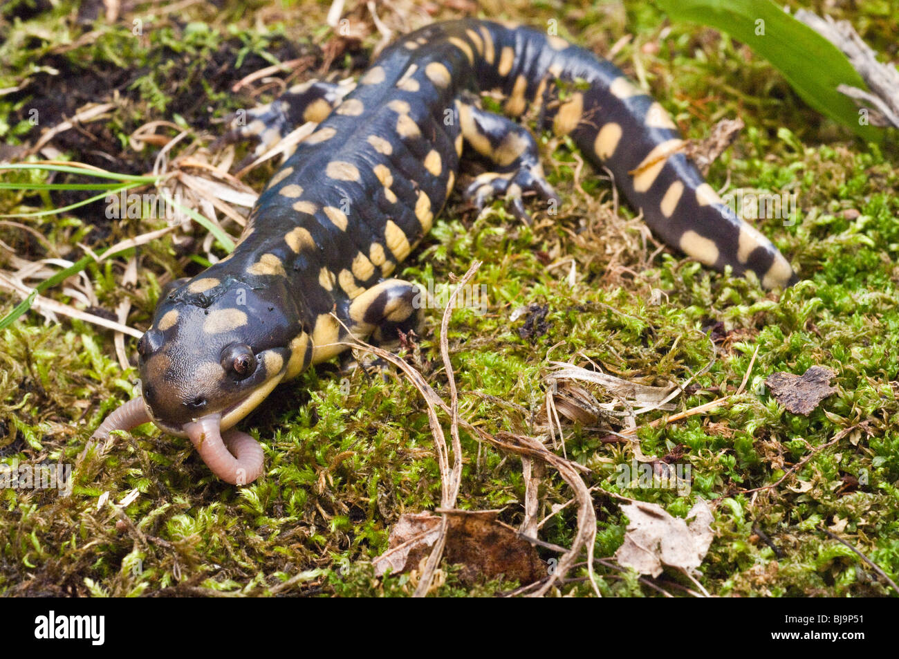 Tiger salamander, Ambystoma tigrinum, USA Stock Photo - Alamy