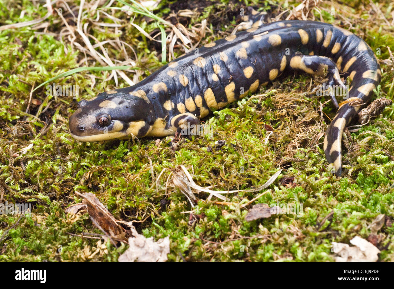 Tiger salamander, Ambystoma tigrinum, USA Stock Photo - Alamy