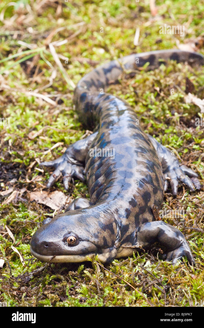 Tiger salamander larvae hi-res stock photography and images - Alamy