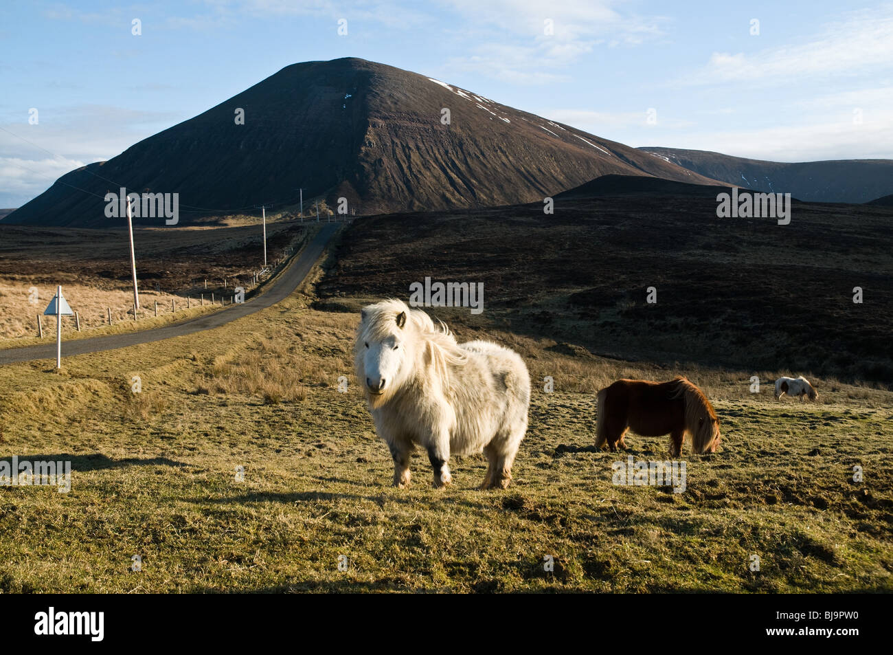 dh Braebister HOY ORKNEY White Shetland pony and grazing Shetland ponies grazing moorland Ward Hill Stock Photo